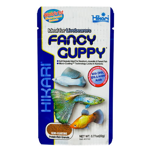 Hikari Fancy Guppy (Special Order)