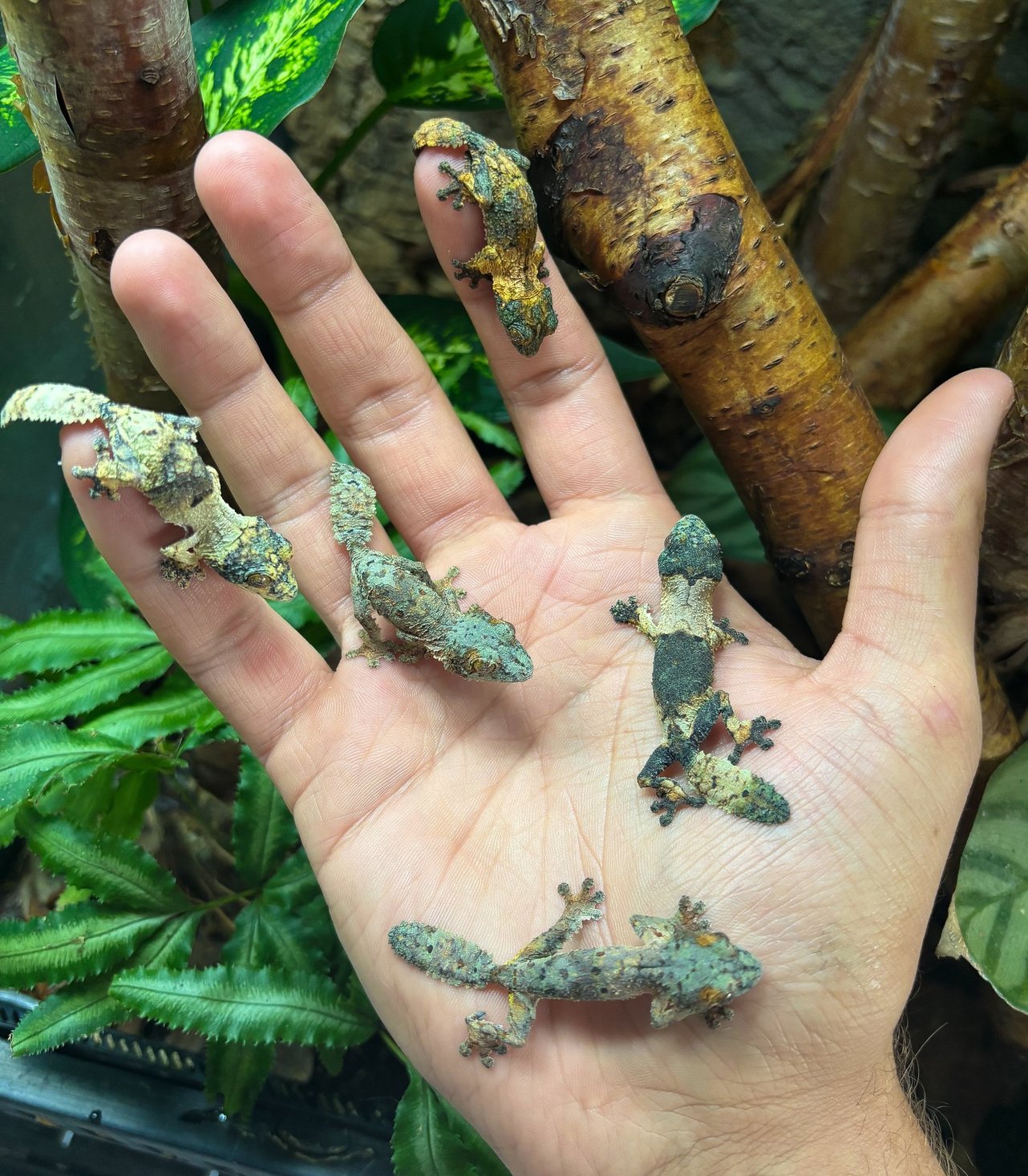 Sydney Jersak - Tree Critters