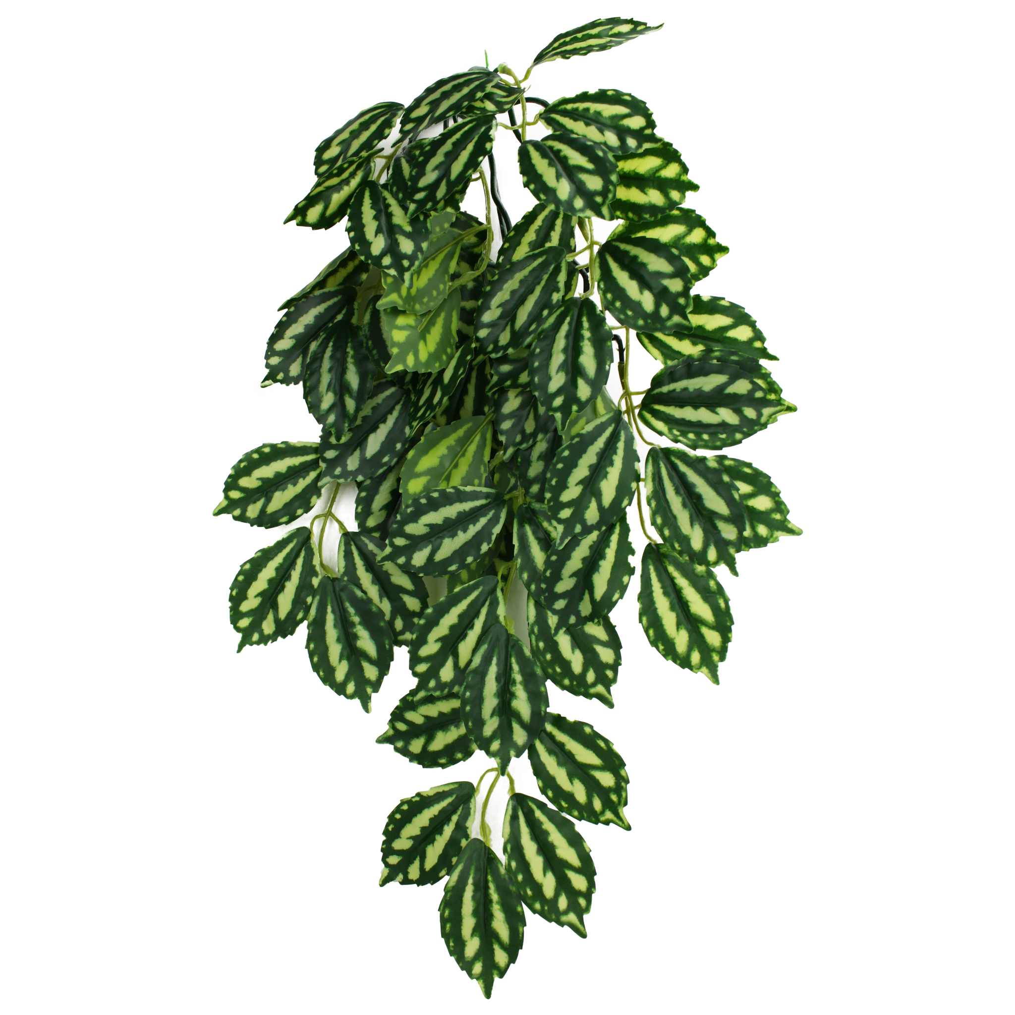 Komodo Climbing Plant - Two Tone