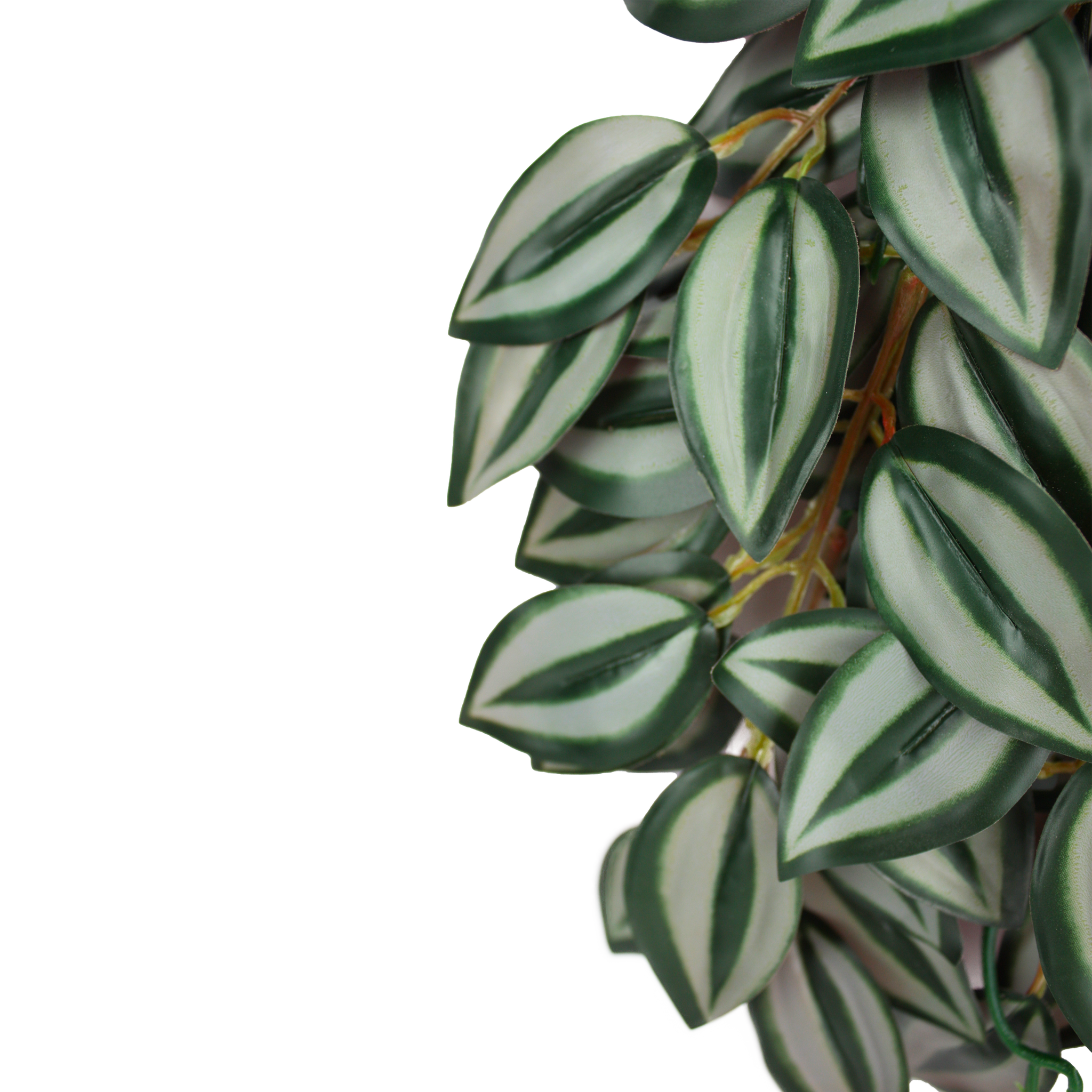 Komodo Climbing Plant - Zebrina