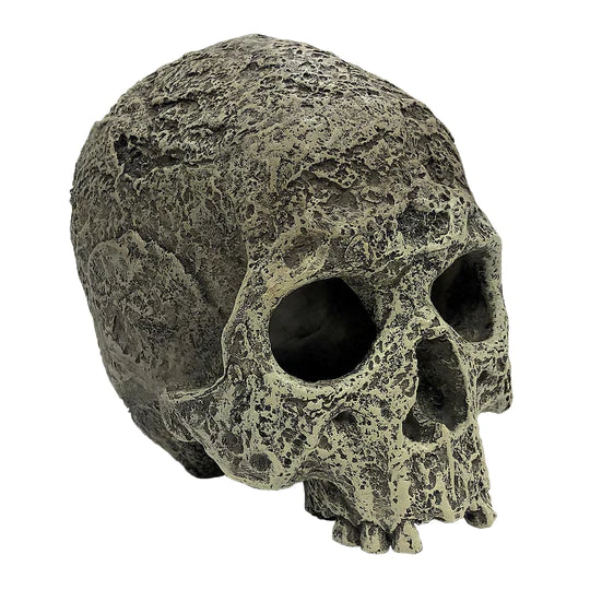 Komodo Human Skull