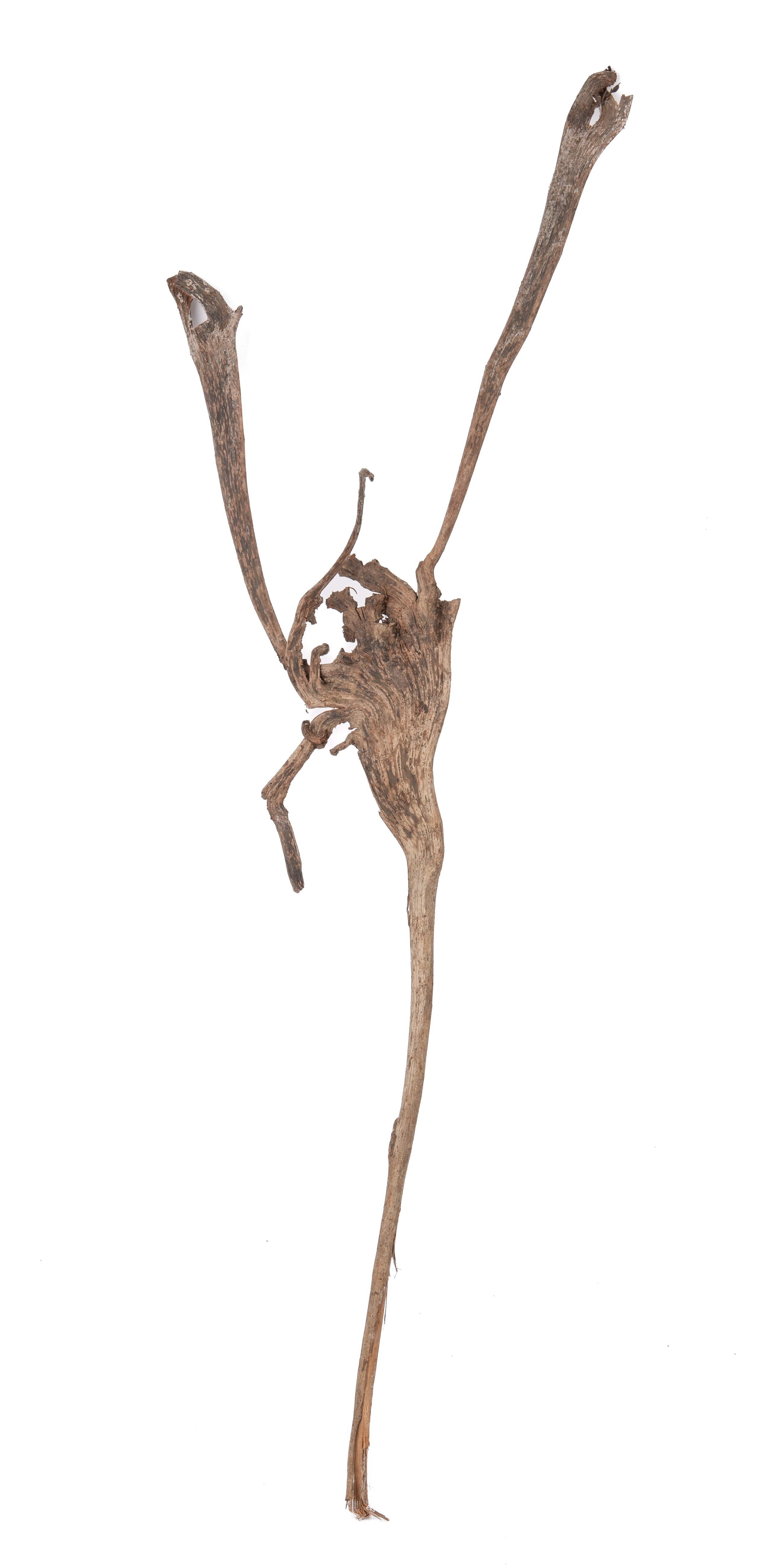 NewCal Natraj Wood 18-22"