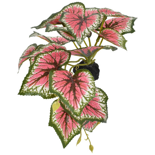 Komodo Caladium - Small 5"