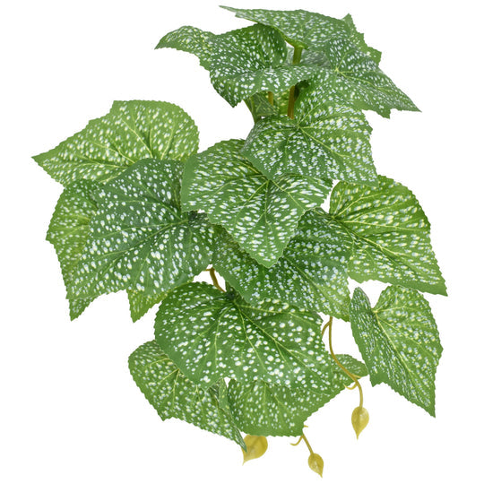 Komodo Spotted Pothos - Small 5"