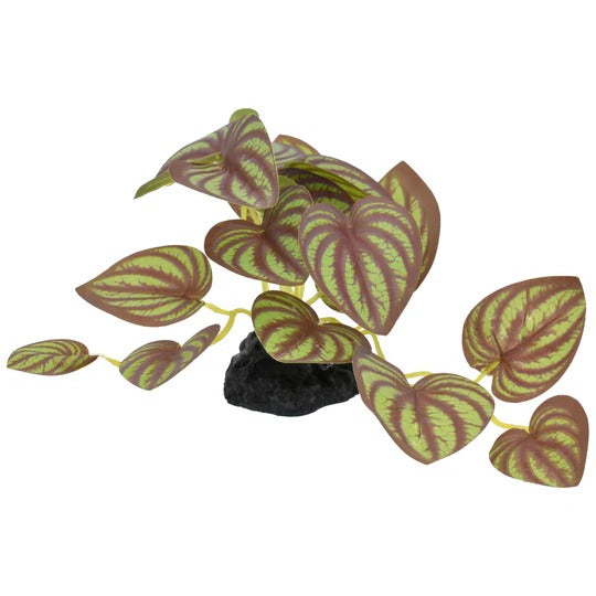 Komodo Zebrina Plant - Small 3.5"