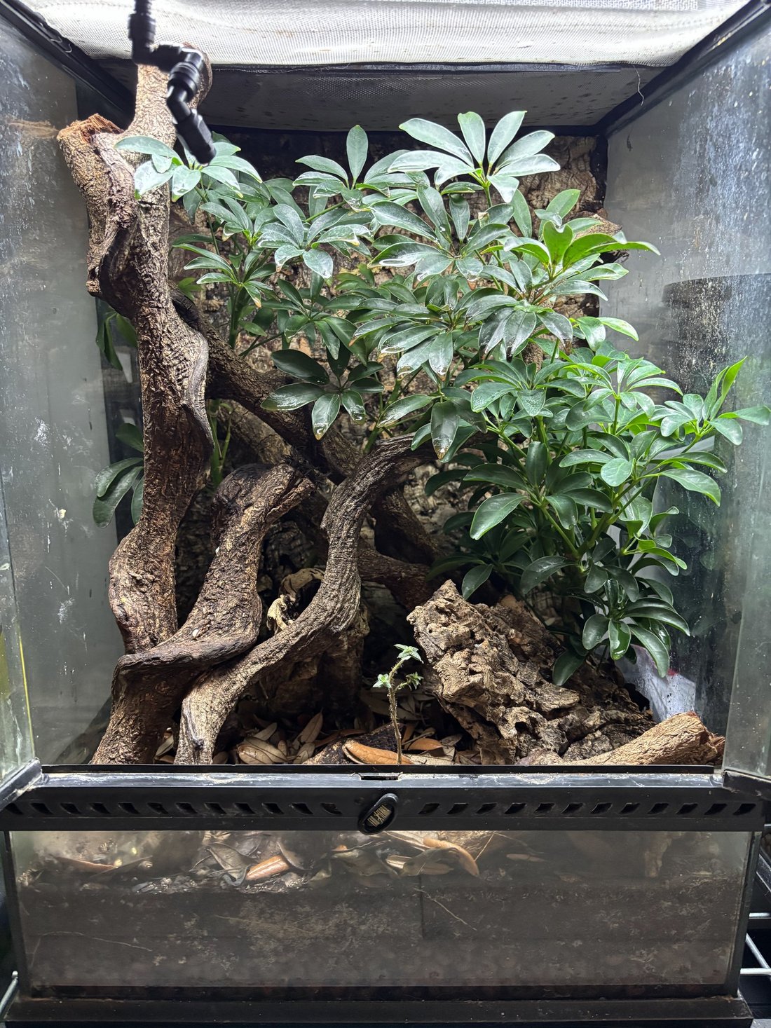 Sydney Jersak - Tree Critters