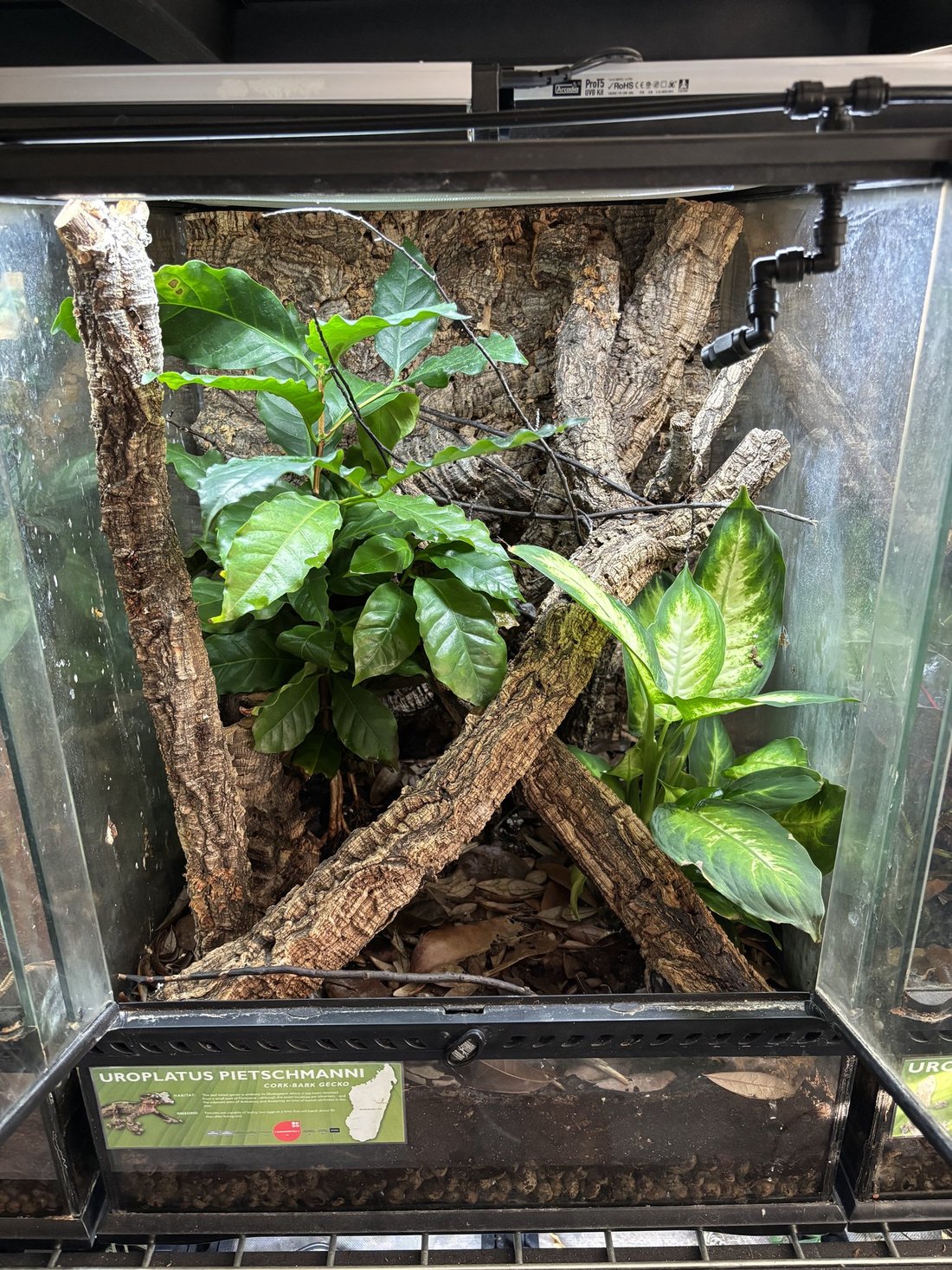 Sydney Jersak - Tree Critters