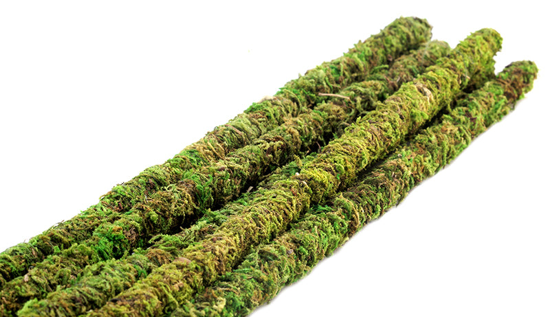 Galapagos Mossy Sticks 6-Pack