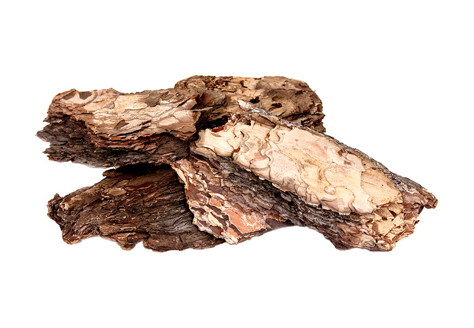Galapagos Basking Bark