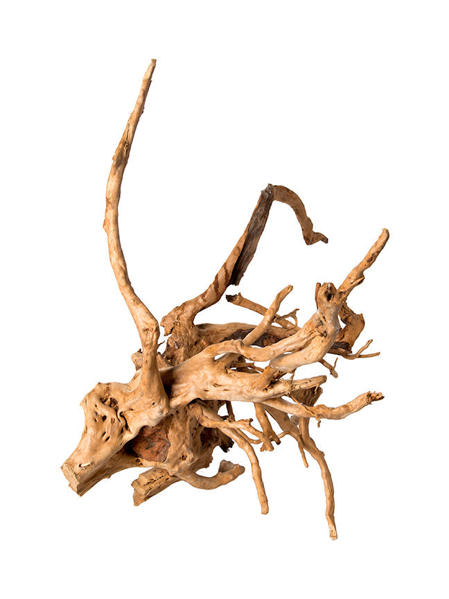 Galapagos Spider Wood
