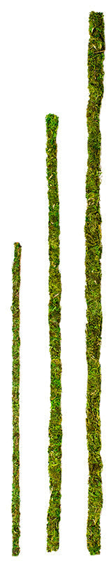 Galapagos Mossy Sticks 6-Pack