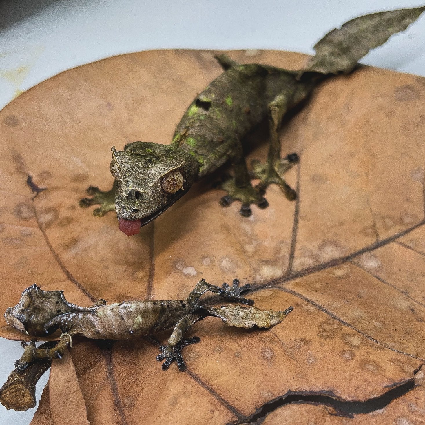 Sydney Jersak - Tree Critters
