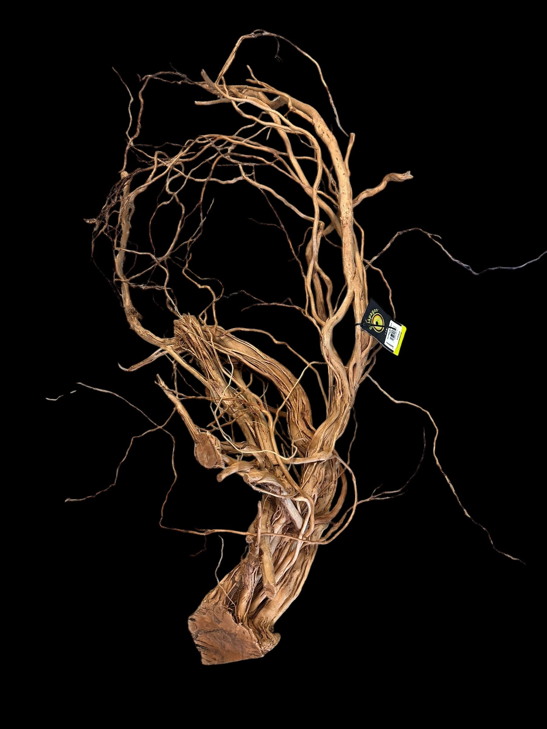 Galapagos Dragon Wood