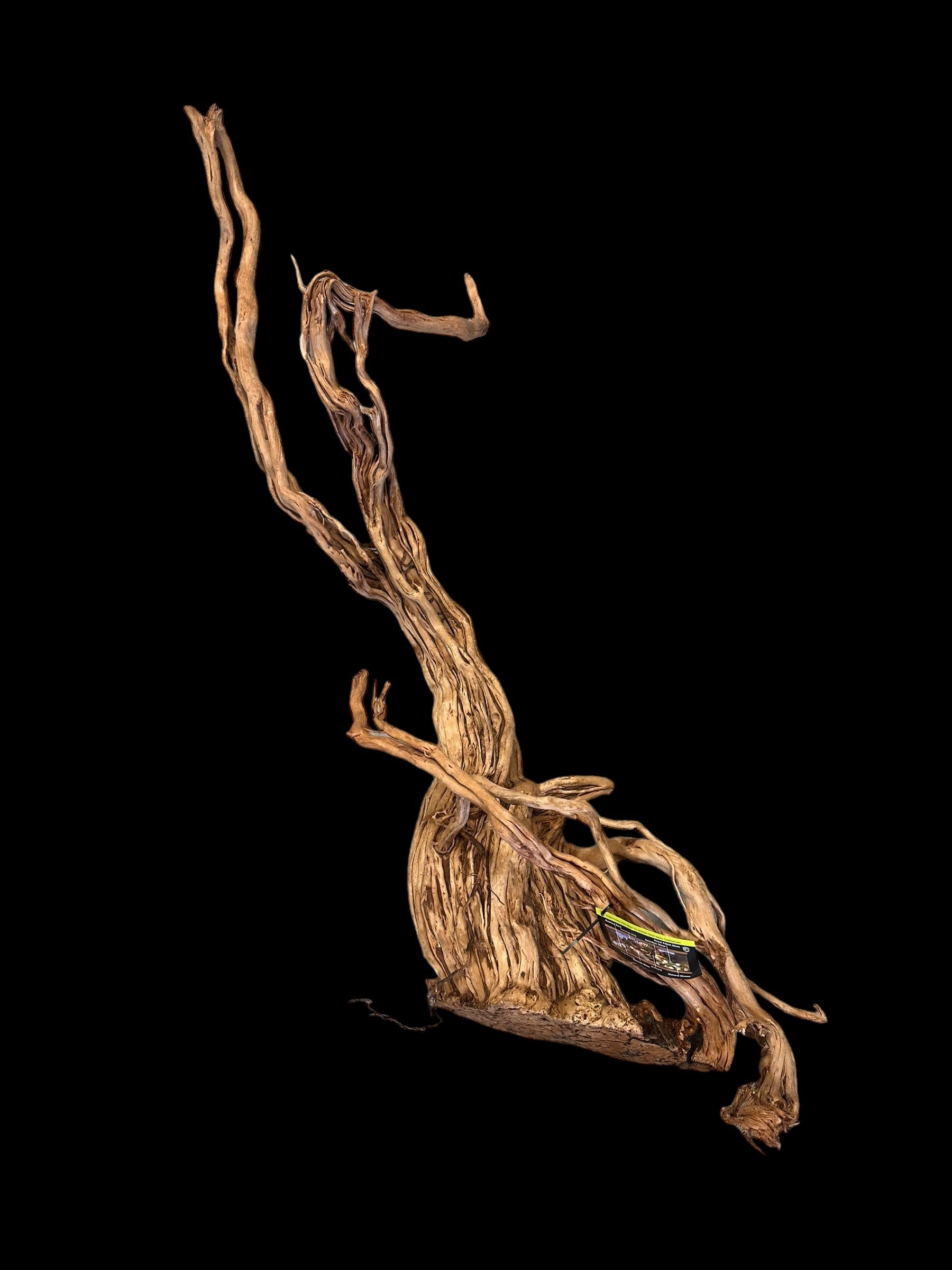 Galapagos Dragon Wood