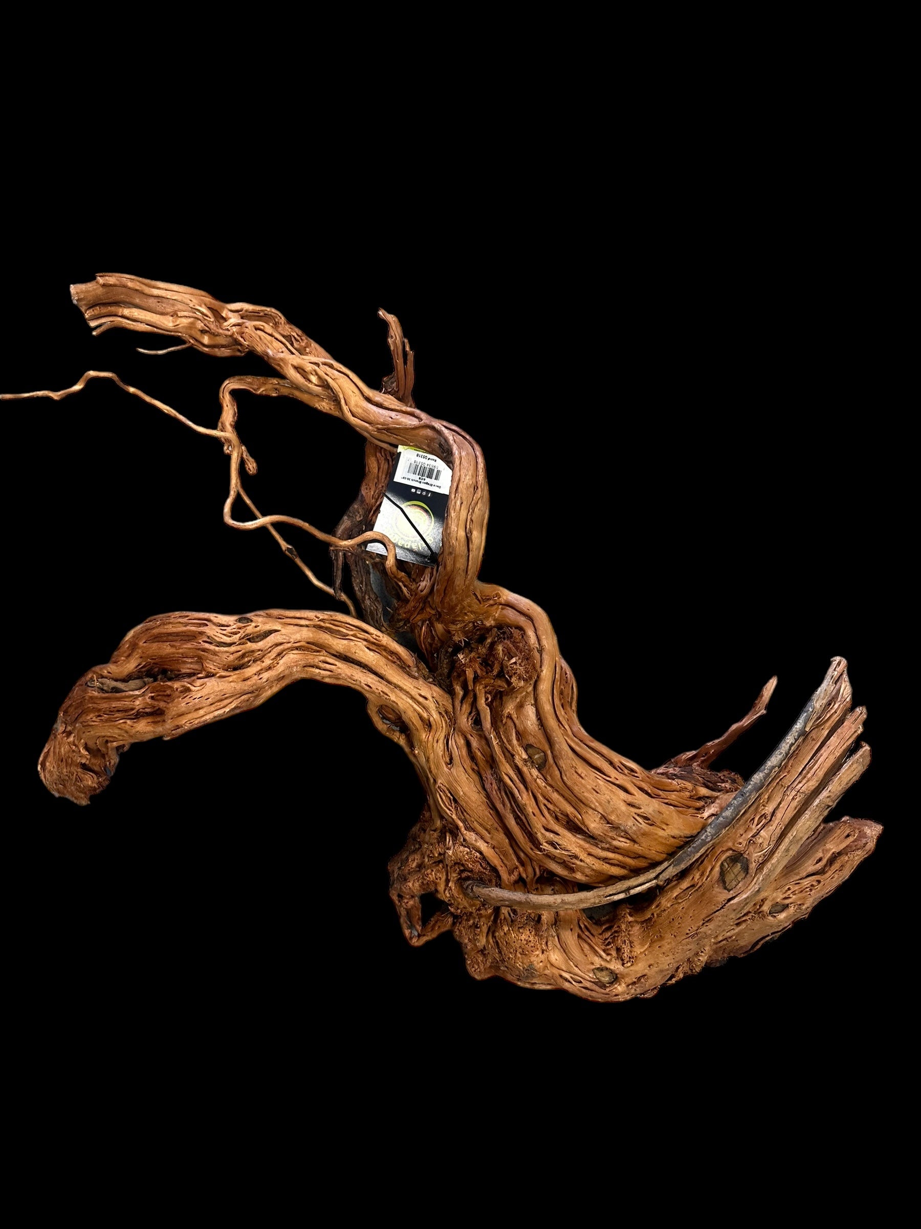 Galapagos Dragon Wood
