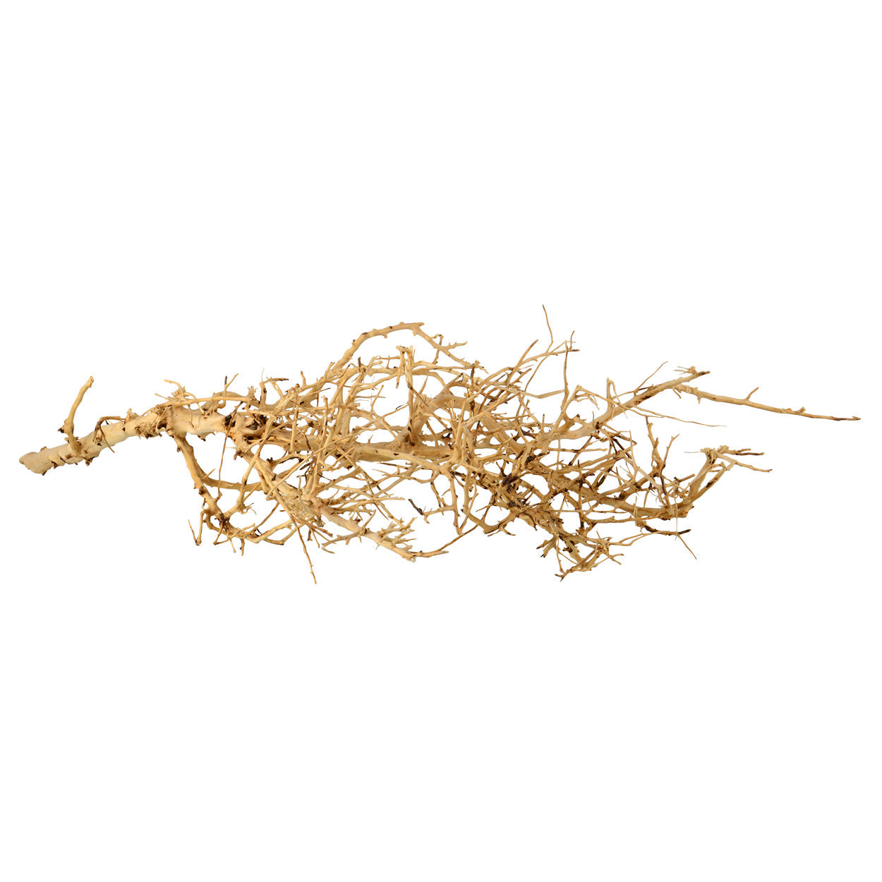 Bird Nest Wood