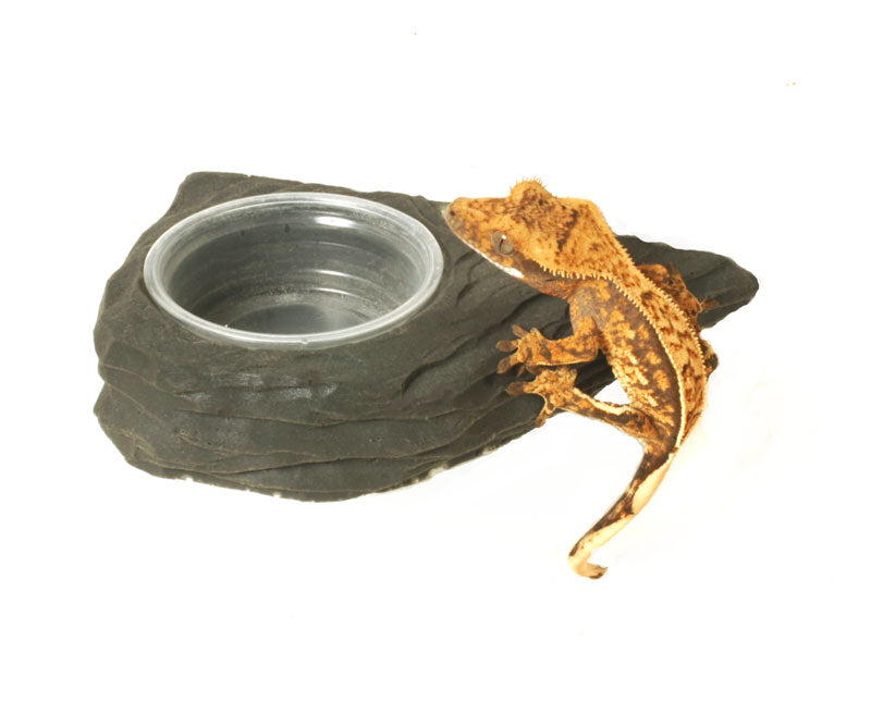 Pangea Mini Gecko Feeder Ledge - Magnetic