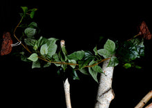 Magnaturals Jungle Vine Bridge