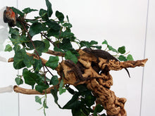 Magnaturals Jungle Vine Cluster