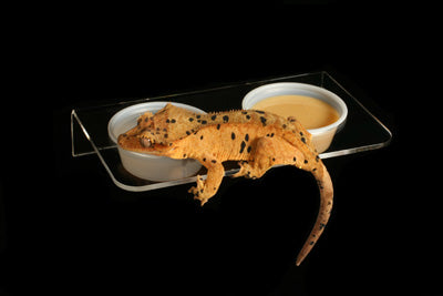 Pangea Acrylic Gecko Ledge - Magnetic