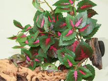 Magnaturals Hanging Jungle
