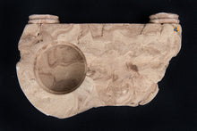 C3 Magnetic Gecko Ledge - Single Cup