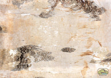NewCal Birch Bark Sheet