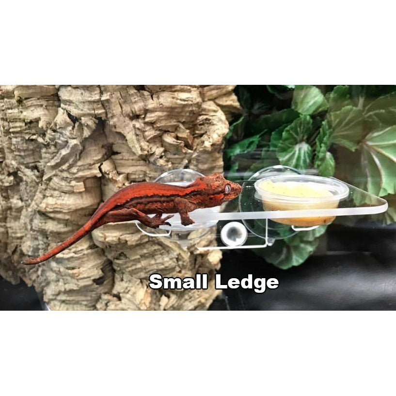 Pangea Acrylic Gecko Ledge - Suction Cup