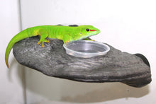 Magnaturals Gecko Ledge