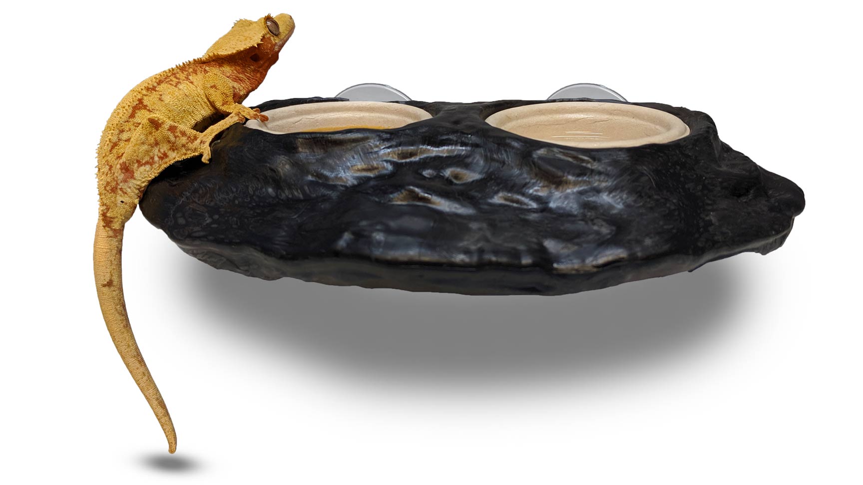 Pangea Ultimate Gecko Ledge - Suction Cup