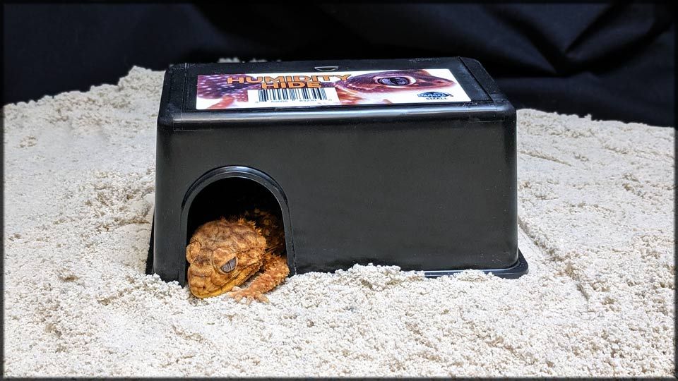 Pangea Humidity Hide