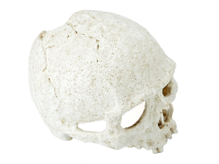 Pangea Human Skull Hide