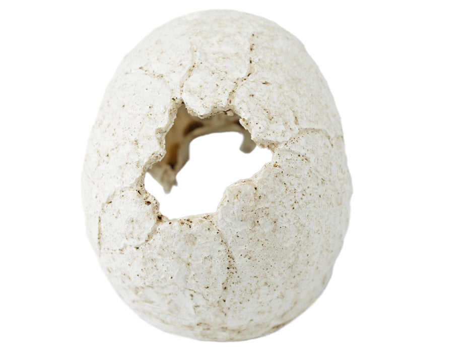 Pangea Human Skull Hide