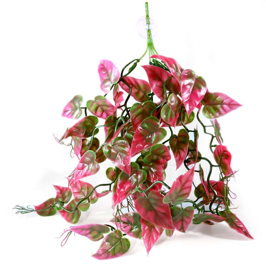 Pangea Hanging Plants