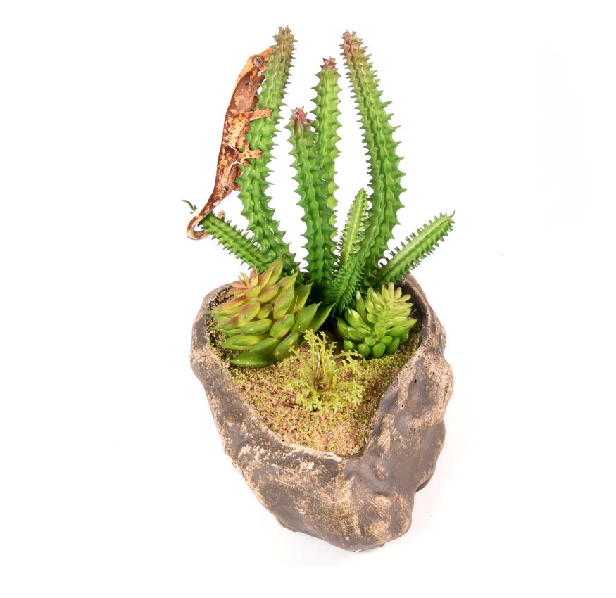 Pangea Succulent Garden