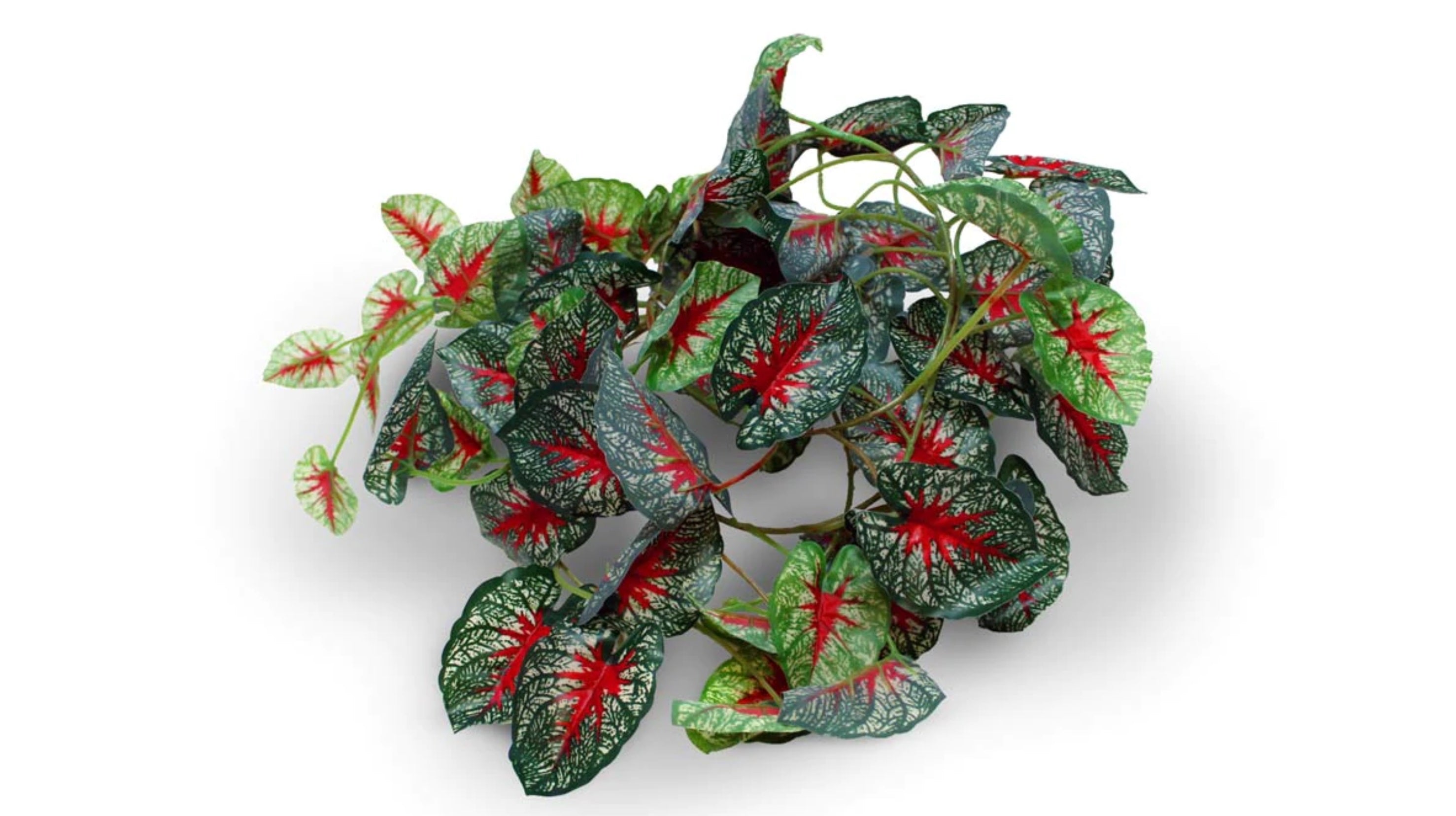 Pangea Leaf Vine - Caladium 6' Long