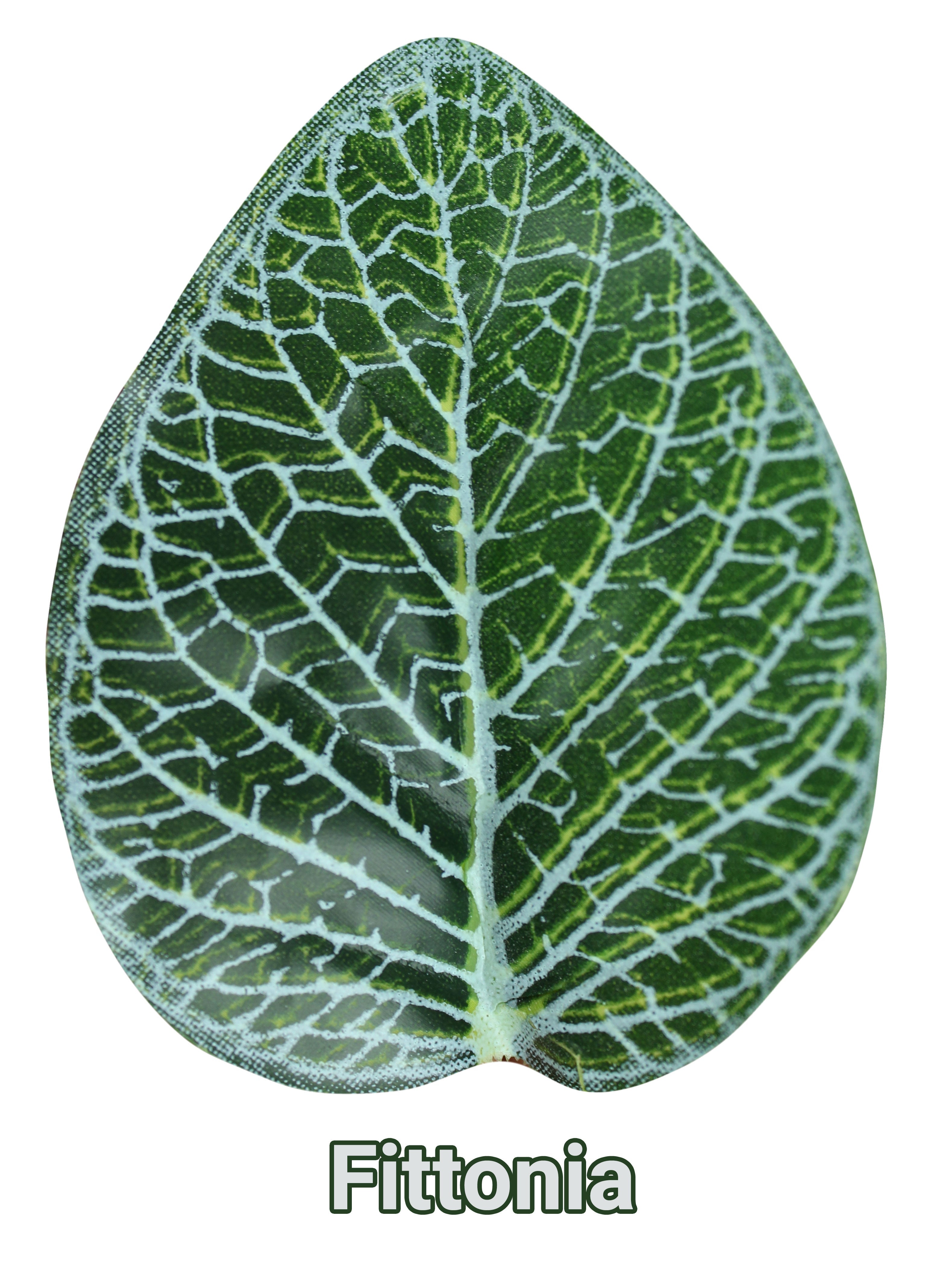 Pangea Leaf Vine - Fittonia 6' Long