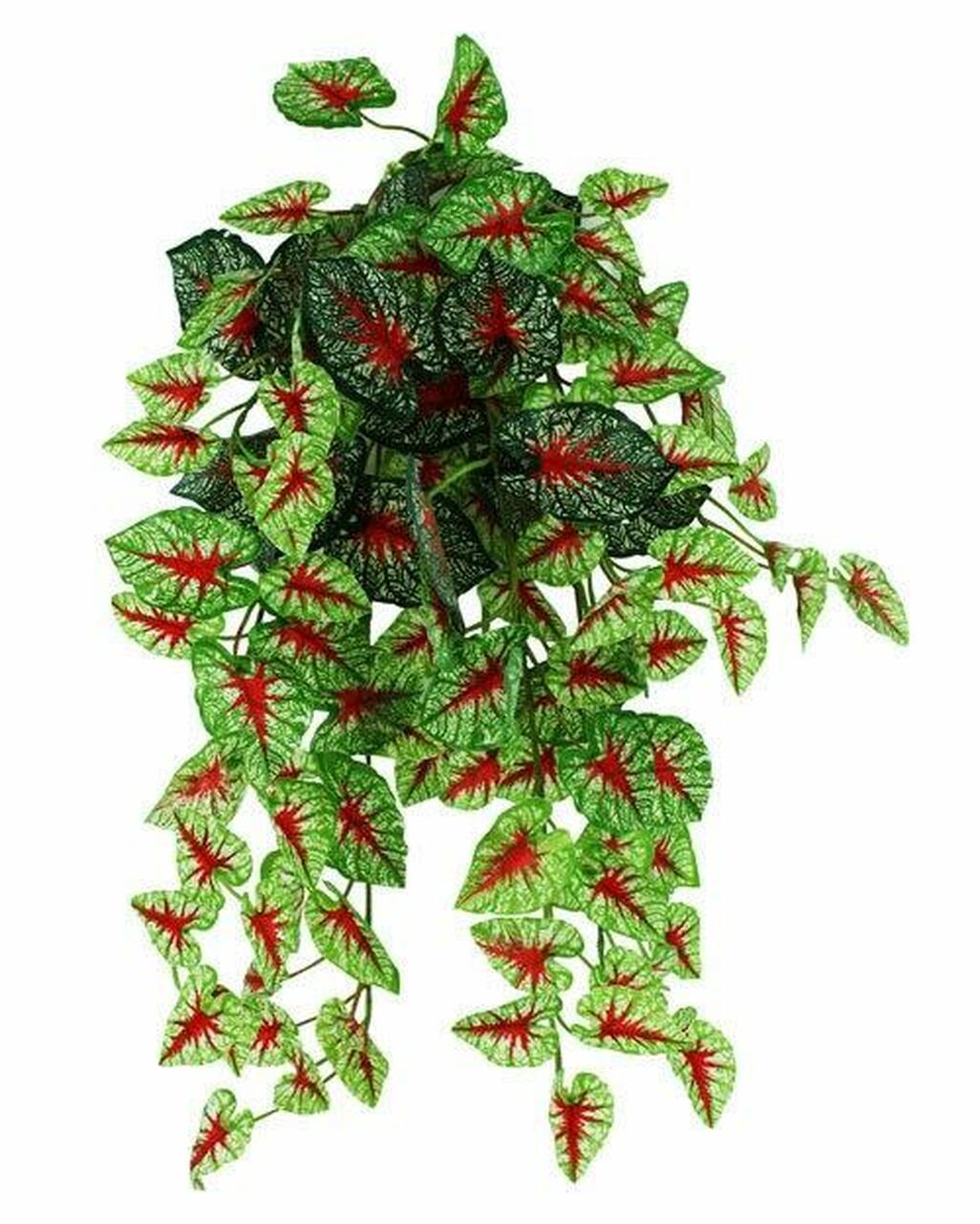 Pangea Hanging Bush - Caladium