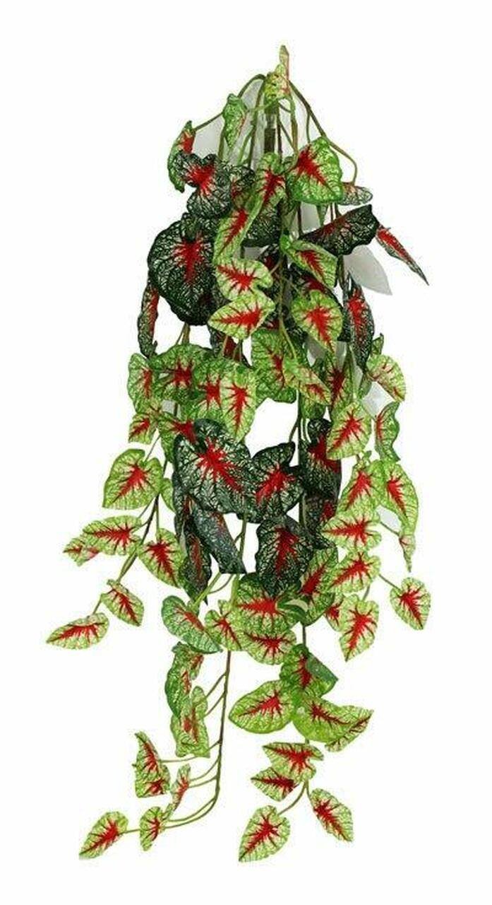 Pangea Hanging Bush - Caladium