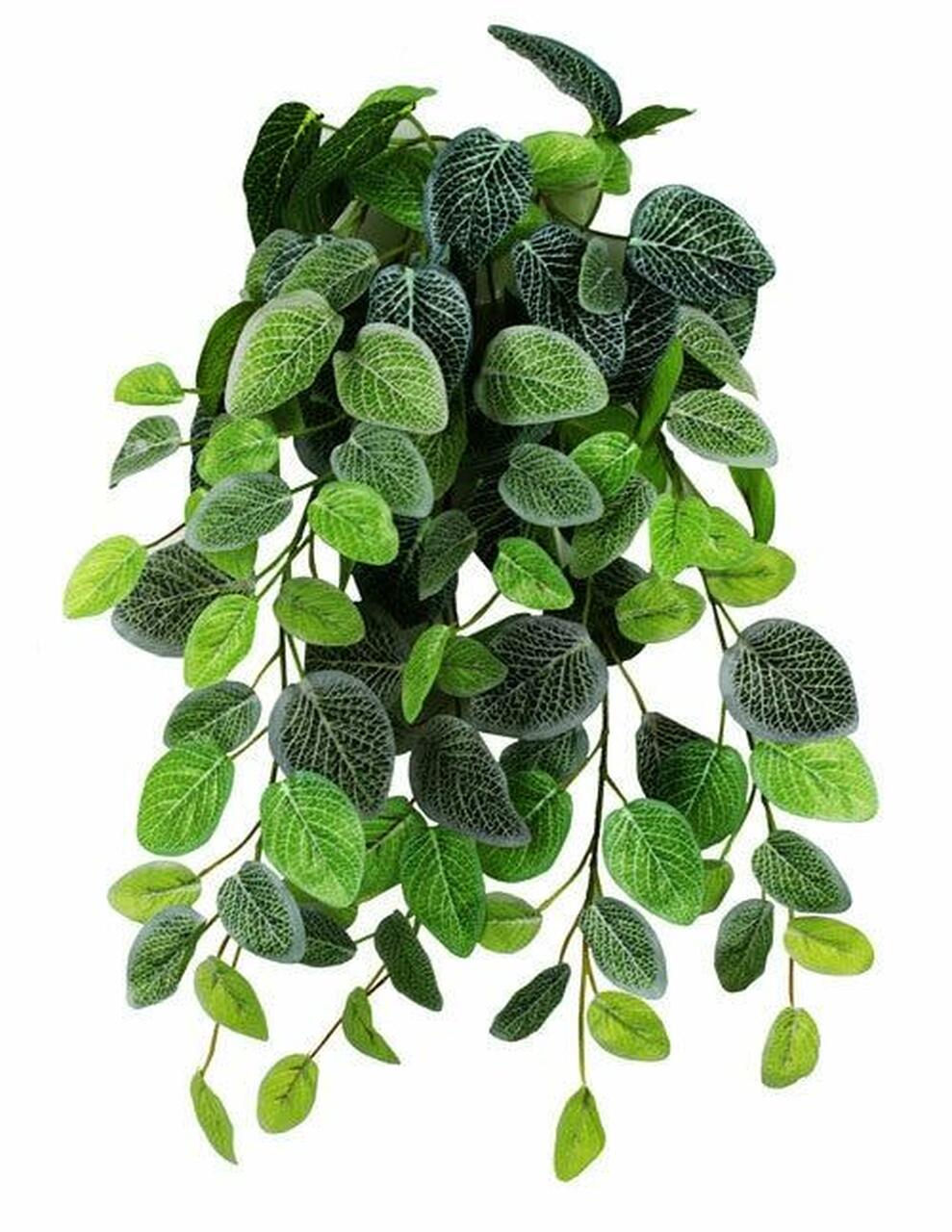 Pangea Hanging Bush - Fittonia