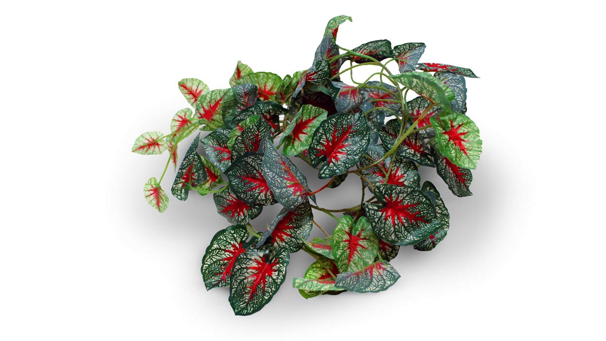 Pangea Leaf Vine - Caladium 6' Long