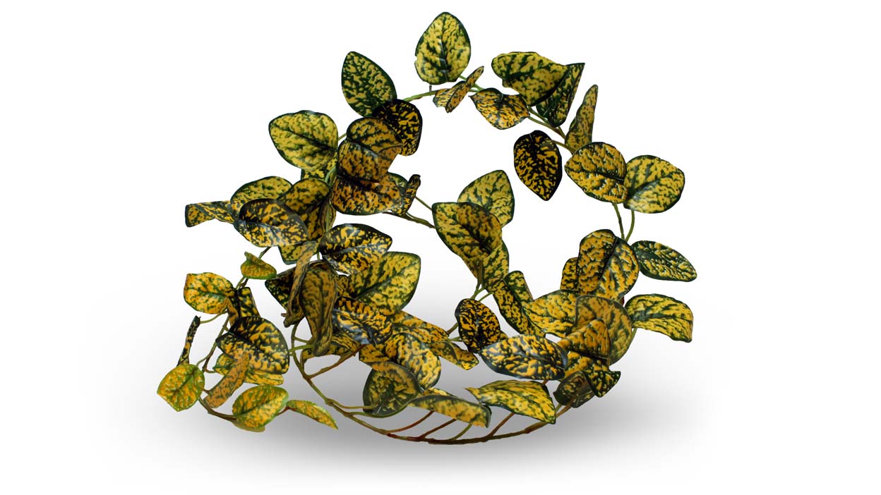 Pangea Leaf Vine - Japanese Laurel 6' Long