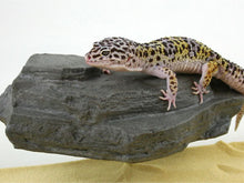 Magnaturals Rock Ledge