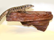 Magnaturals Rock Ledge