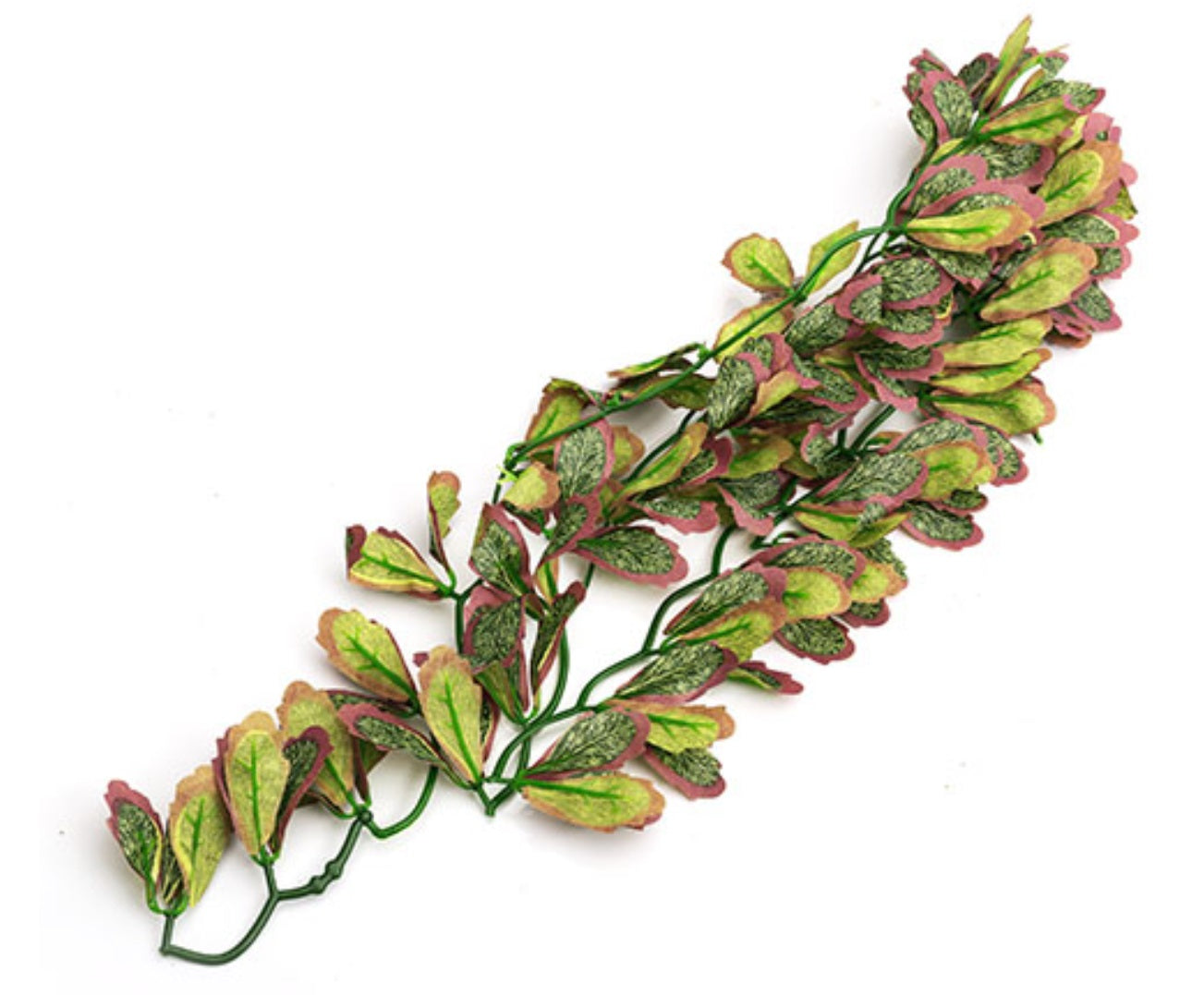 ReptiZoo Hanging Plant - Hanging Var marginatum