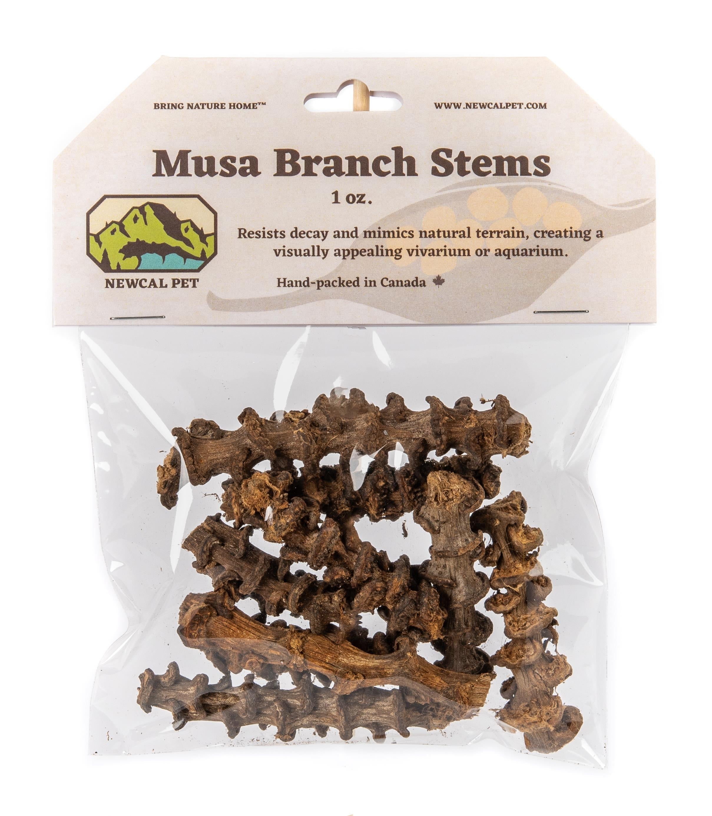 NewCal Musa Branch Stems