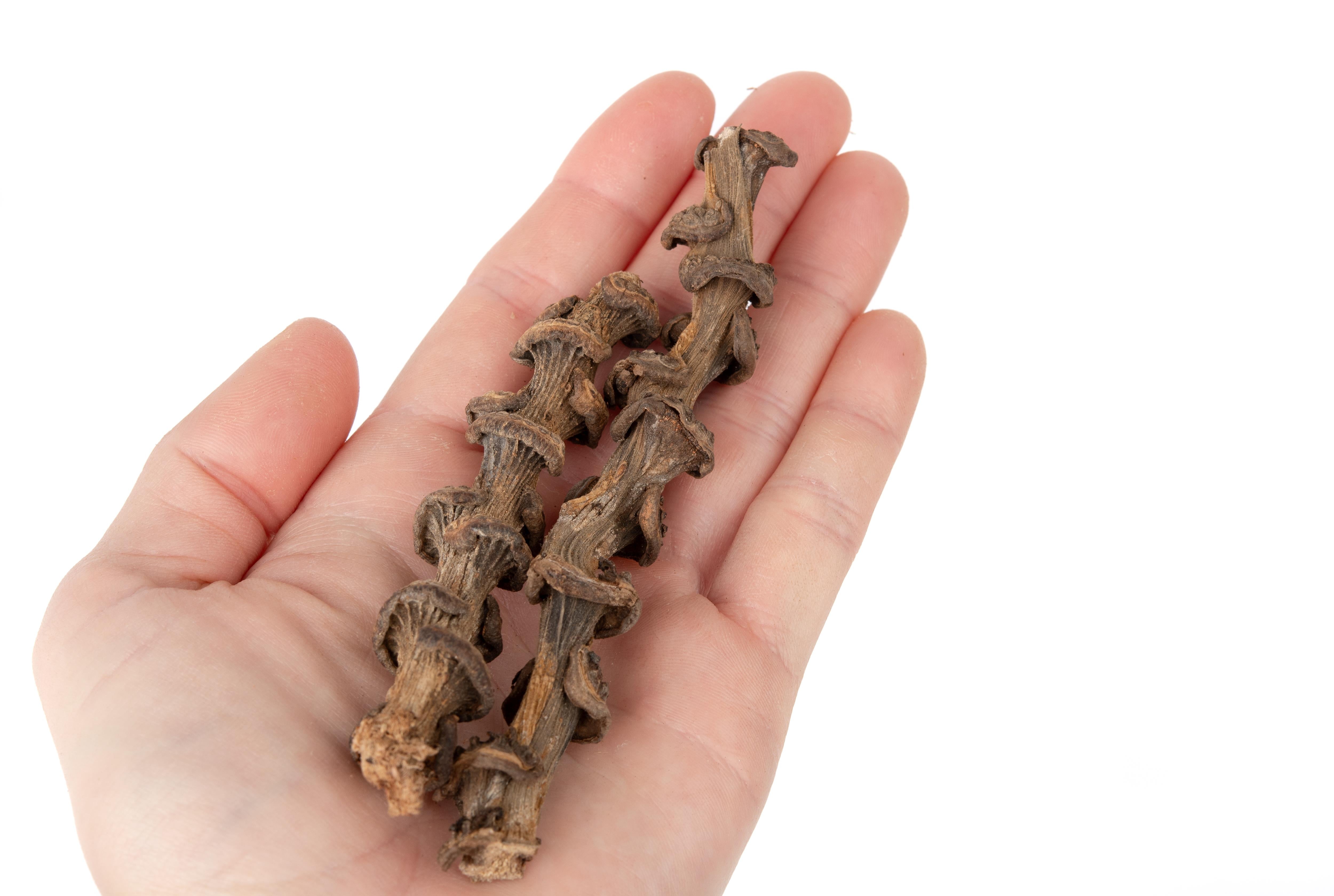 NewCal Musa Branch Stems