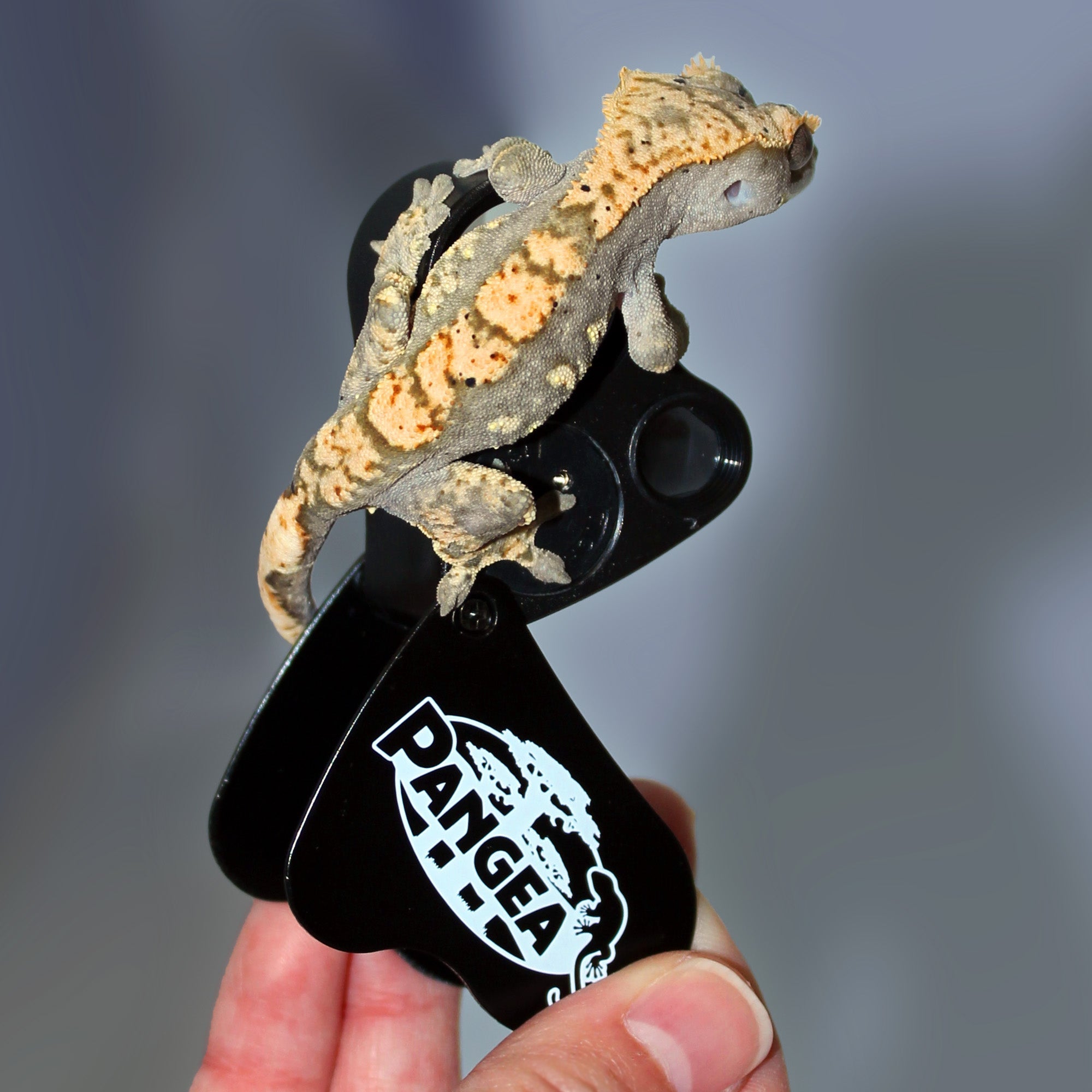 Pangea 30X - 60X Gecko Sexing Loupe