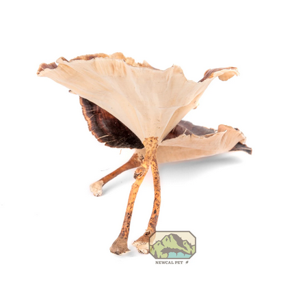 NewCal Golden Mushroom