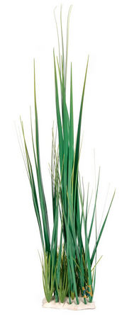 Aquaglobe Spike Group Plant 33"